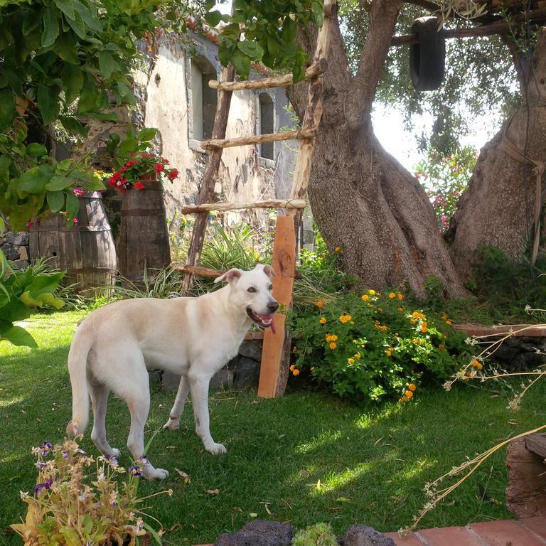 Le Case Di Bacco サンタ・ヴェネリーナ 部屋 写真